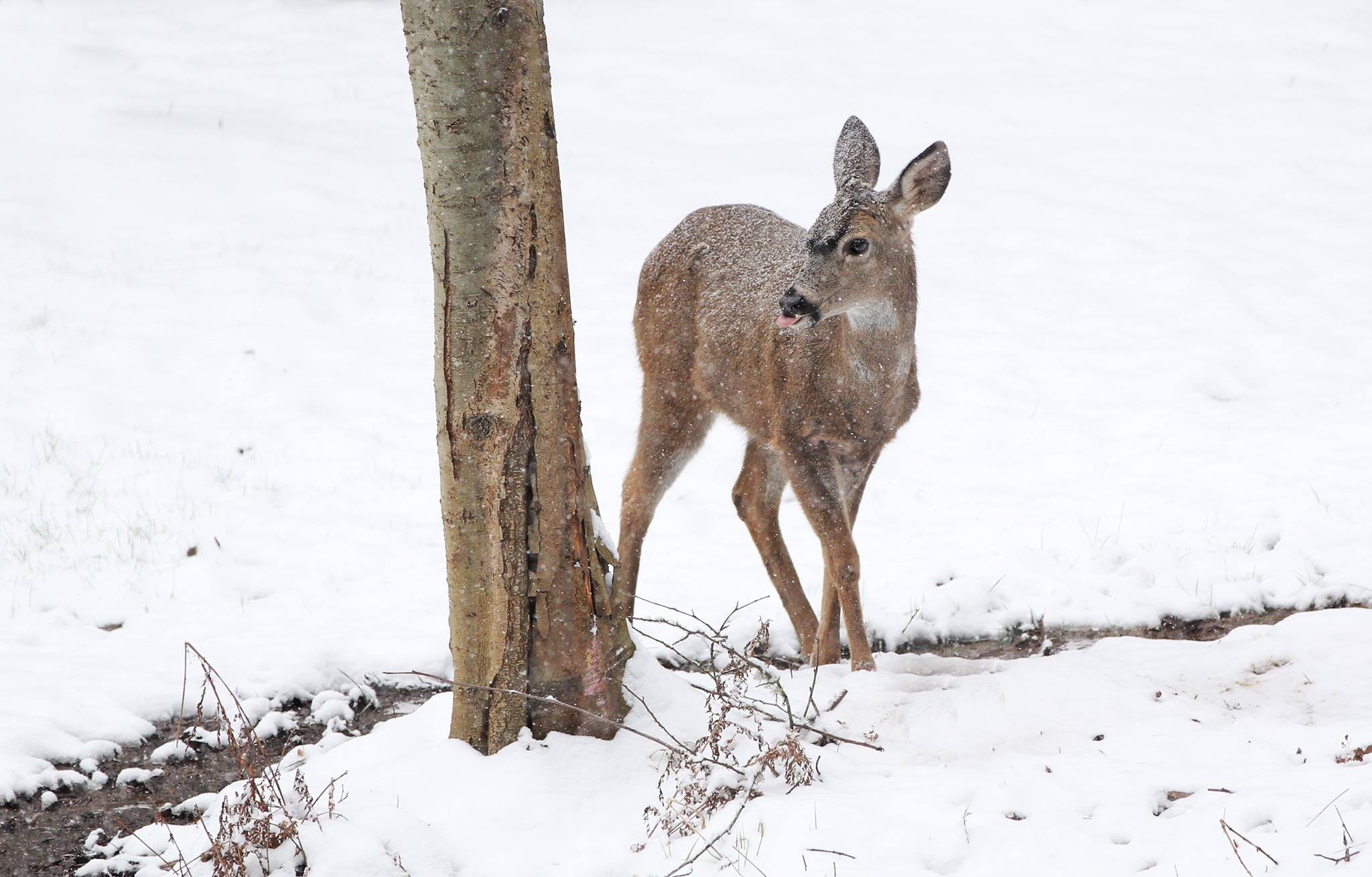 Deer hunting limited in Oregon, Western US after tough winter